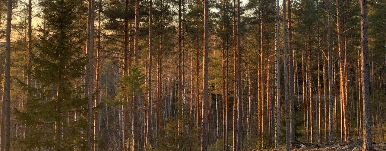 Rapakiven metsä kylpee ilta-auringossa alkukeväällä
